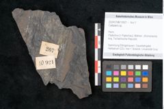 Foto (Objekt + Etikett) von Callipteris sp.  (NHMW-GEO-2024-0188-10921)